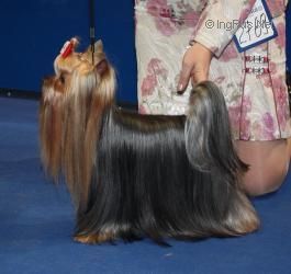 FRUTOS DU GALOP DU GLOBE &mdash; Labaza DogPedigree YorkshireTerrier